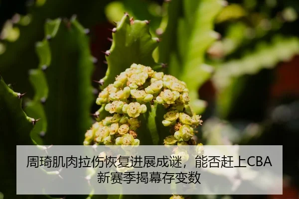周琦肌肉拉伤恢复进展成谜，能否赶上CBA新赛季揭幕存变数